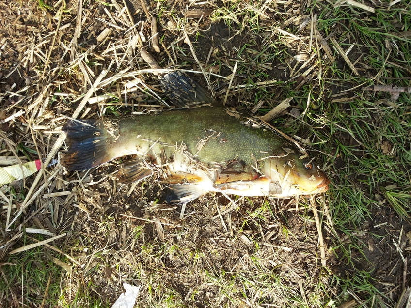 Tench