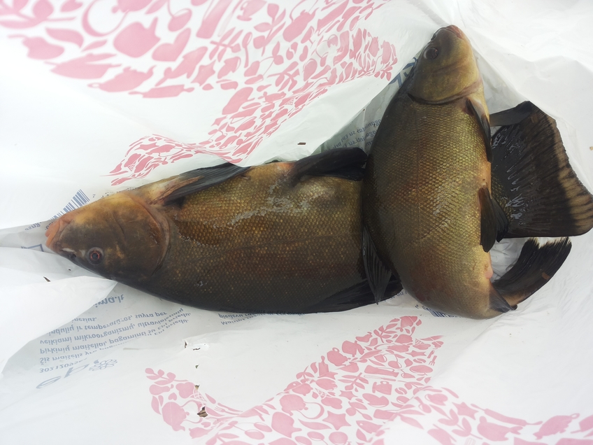 Tench