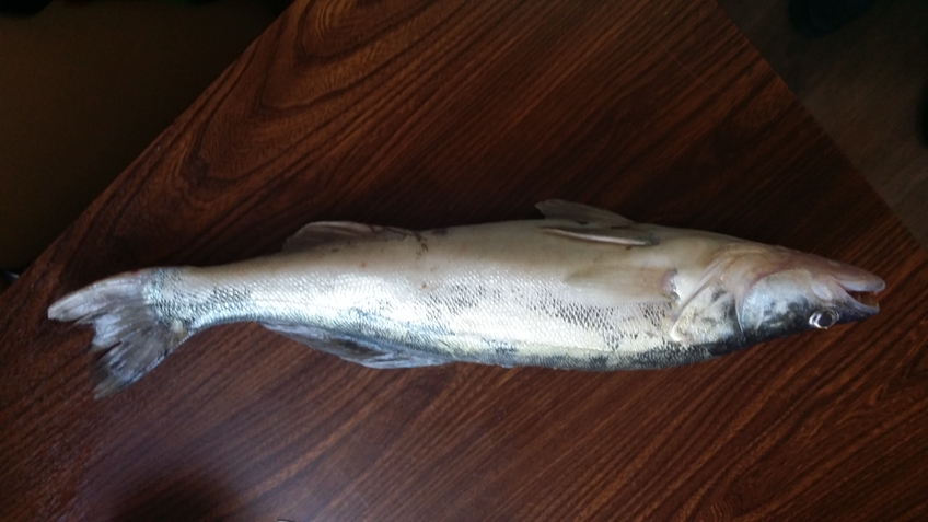 Pike perch