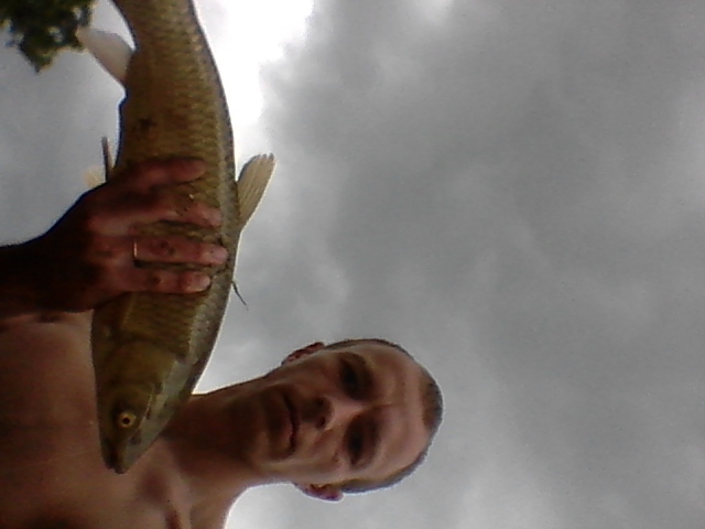 Grass carp