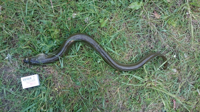 European eel