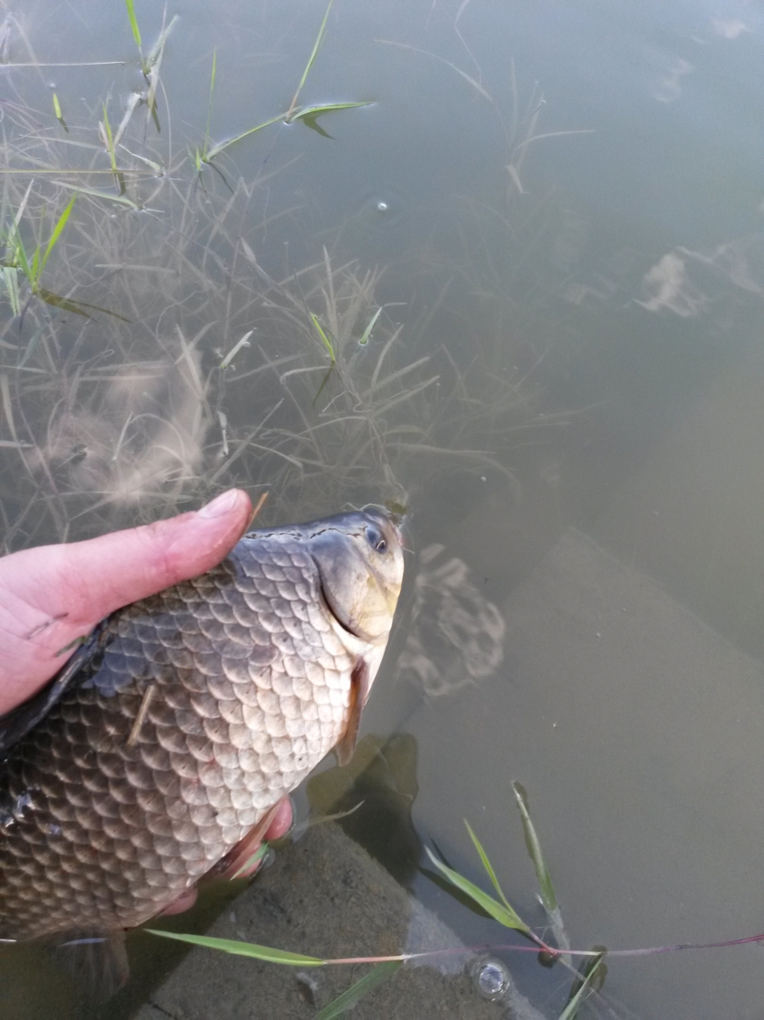 Prussian carp