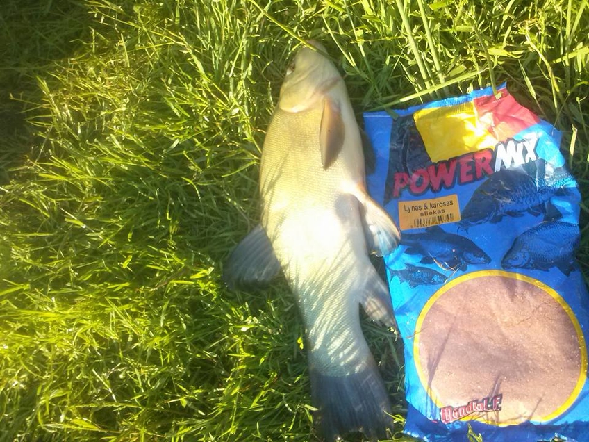 Tench