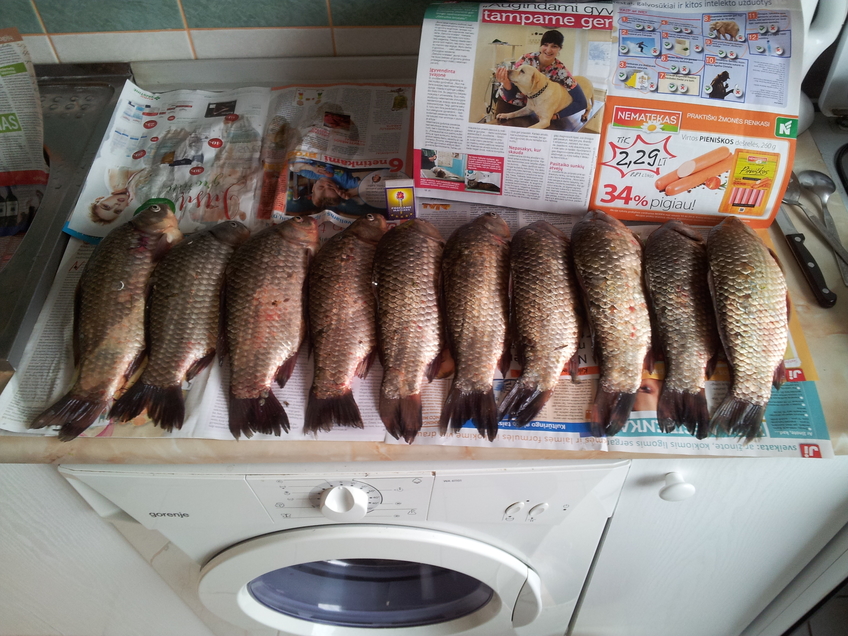 Prussian carp