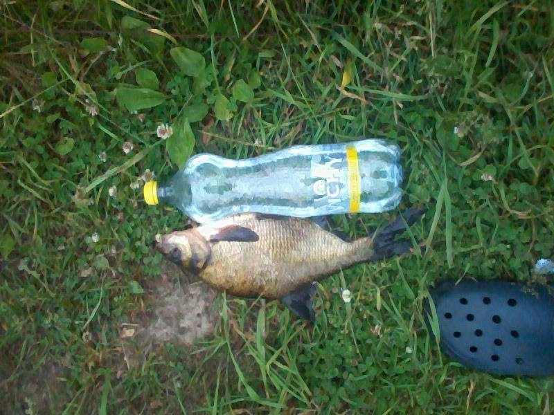Carp bream