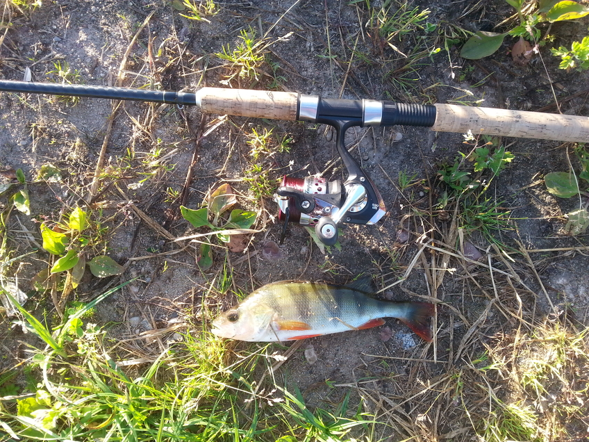 Eurasian perch
