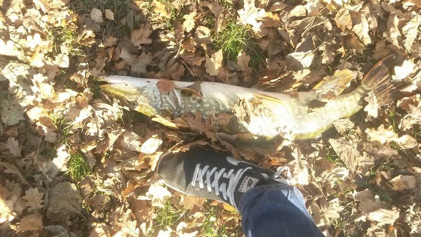 Northern Pike