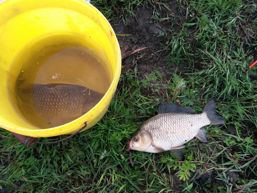 Prussian carp
