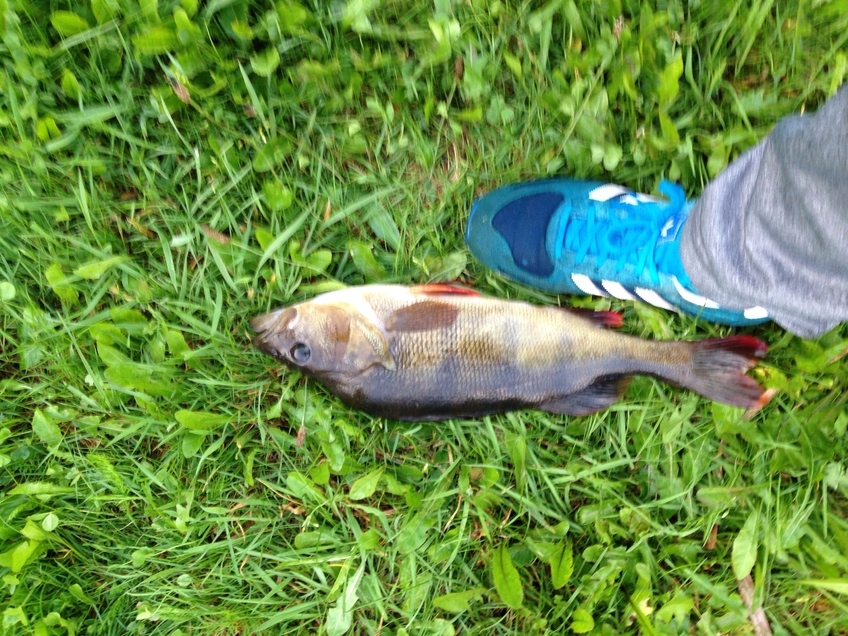 Eurasian perch