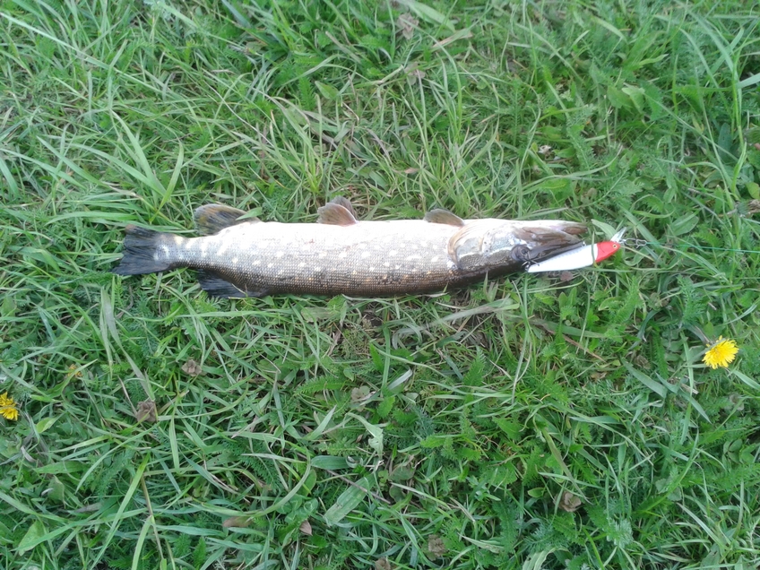 Northern Pike