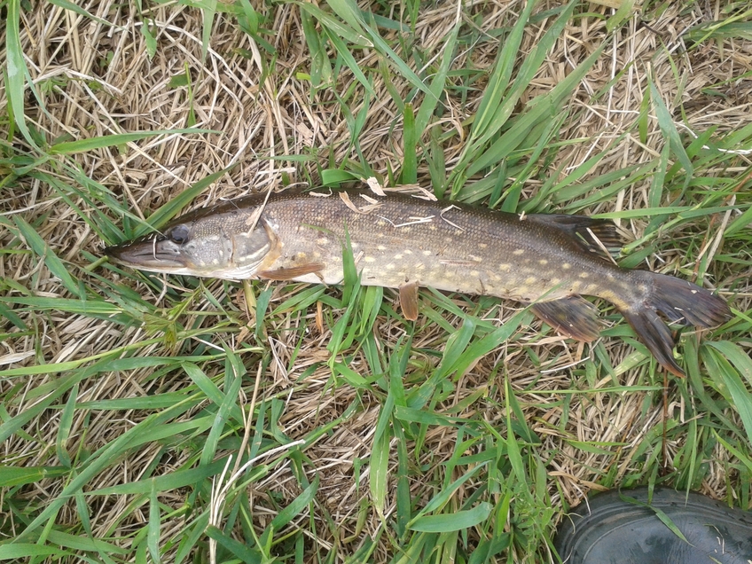 Northern Pike