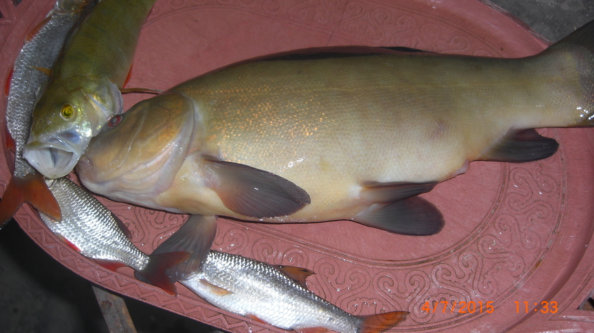 Tench