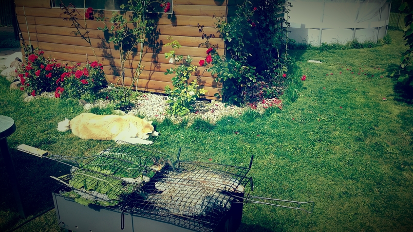 Carp