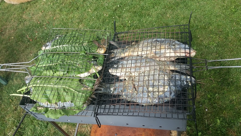 Carp