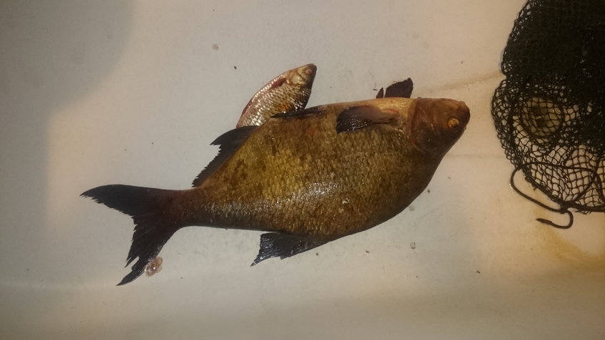 Carp bream