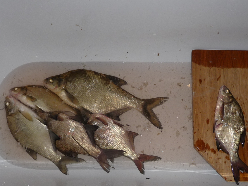 Carp bream