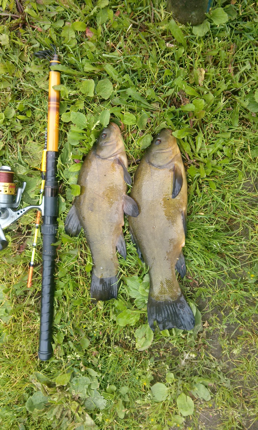 Tench