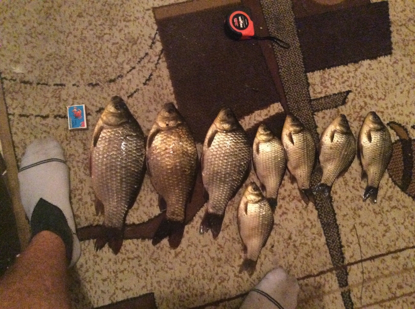 Crucian carp