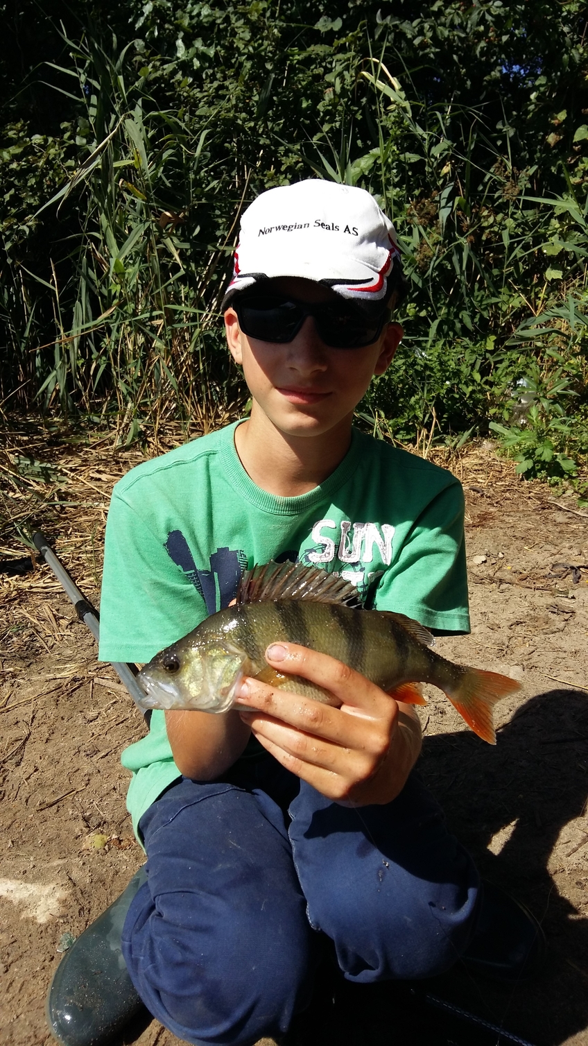 Eurasian perch