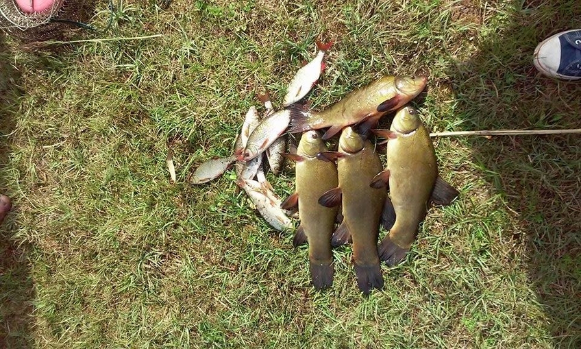 Tench