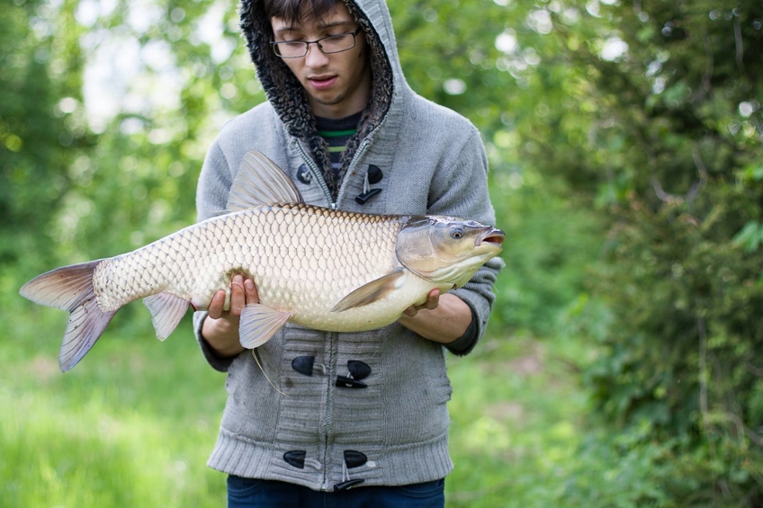 Grass carp