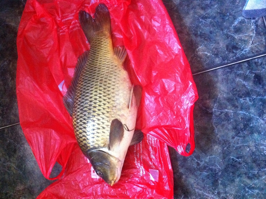 Carp