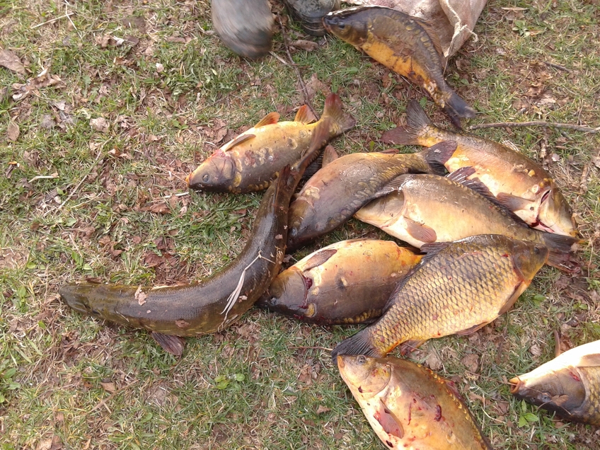 Carp