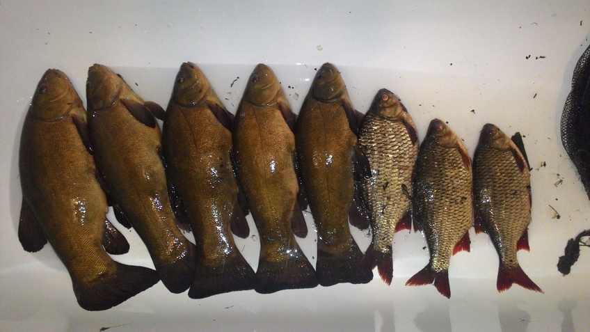 Tench