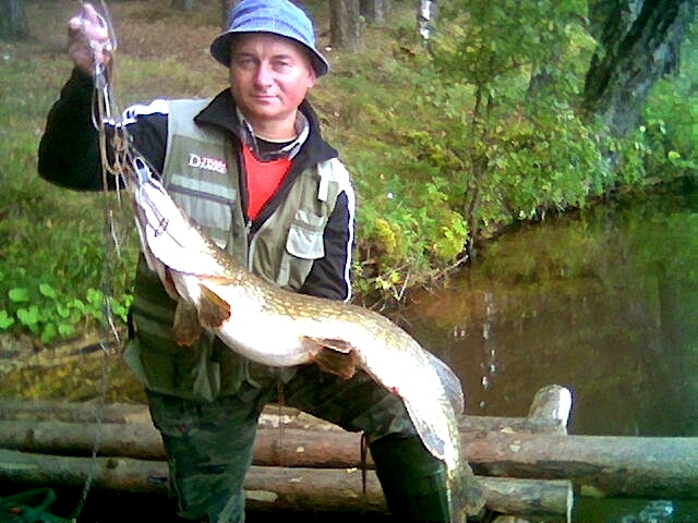 Northern Pike