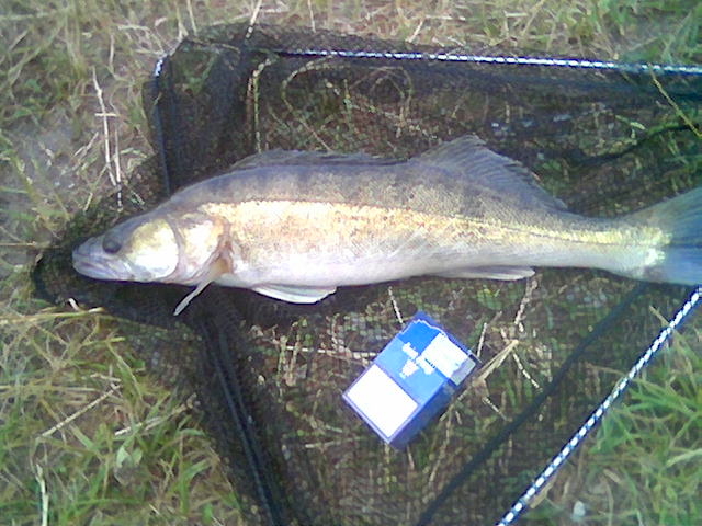 Pike perch