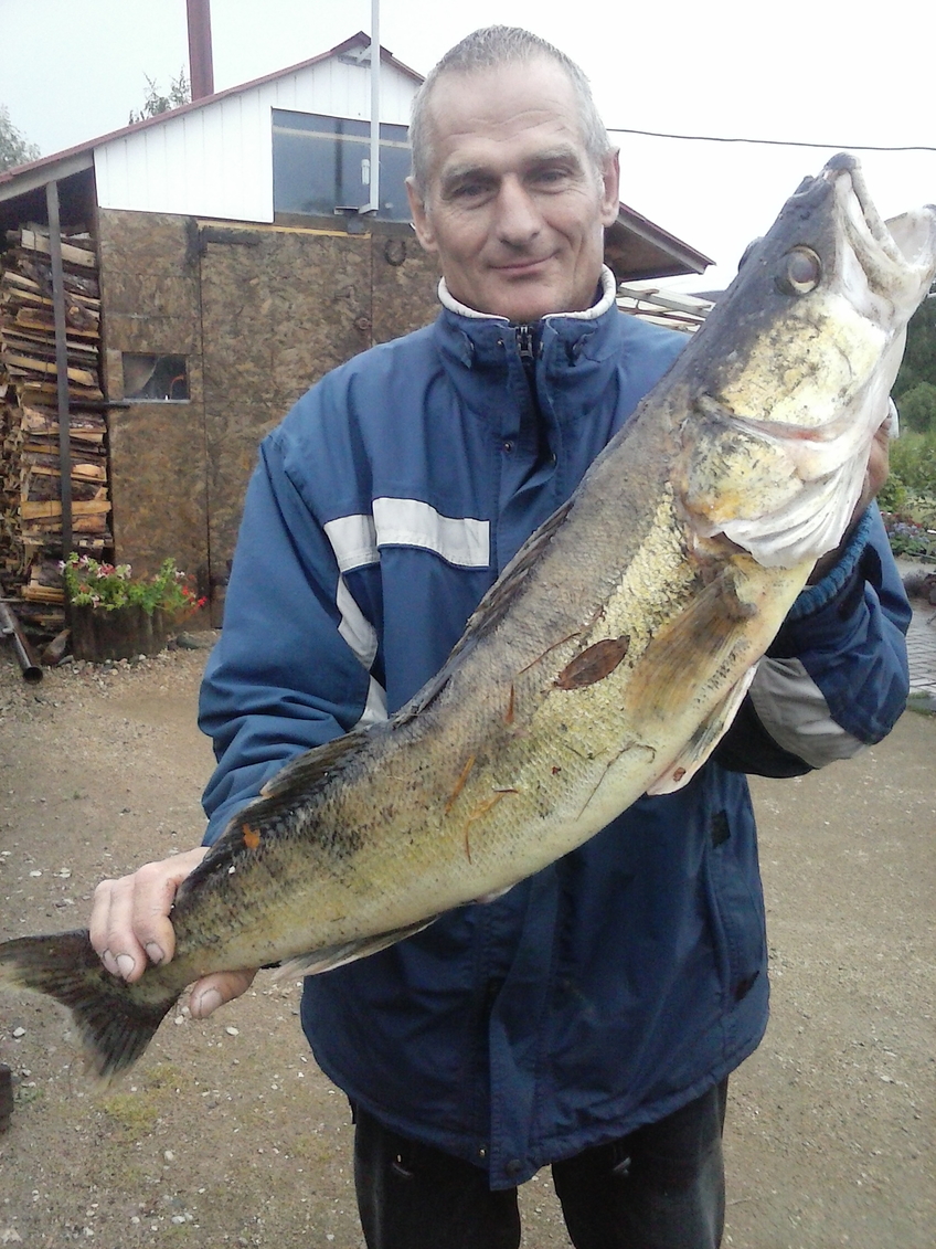 Pike perch
