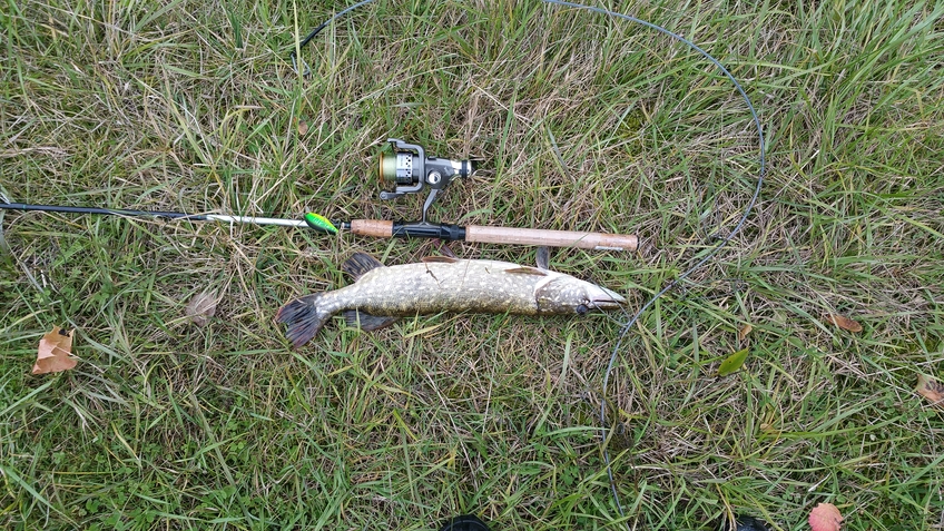 Northern Pike
