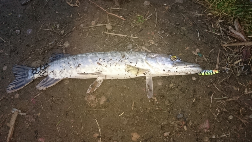 Northern Pike
