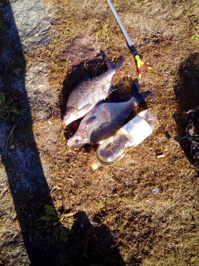 Carp bream