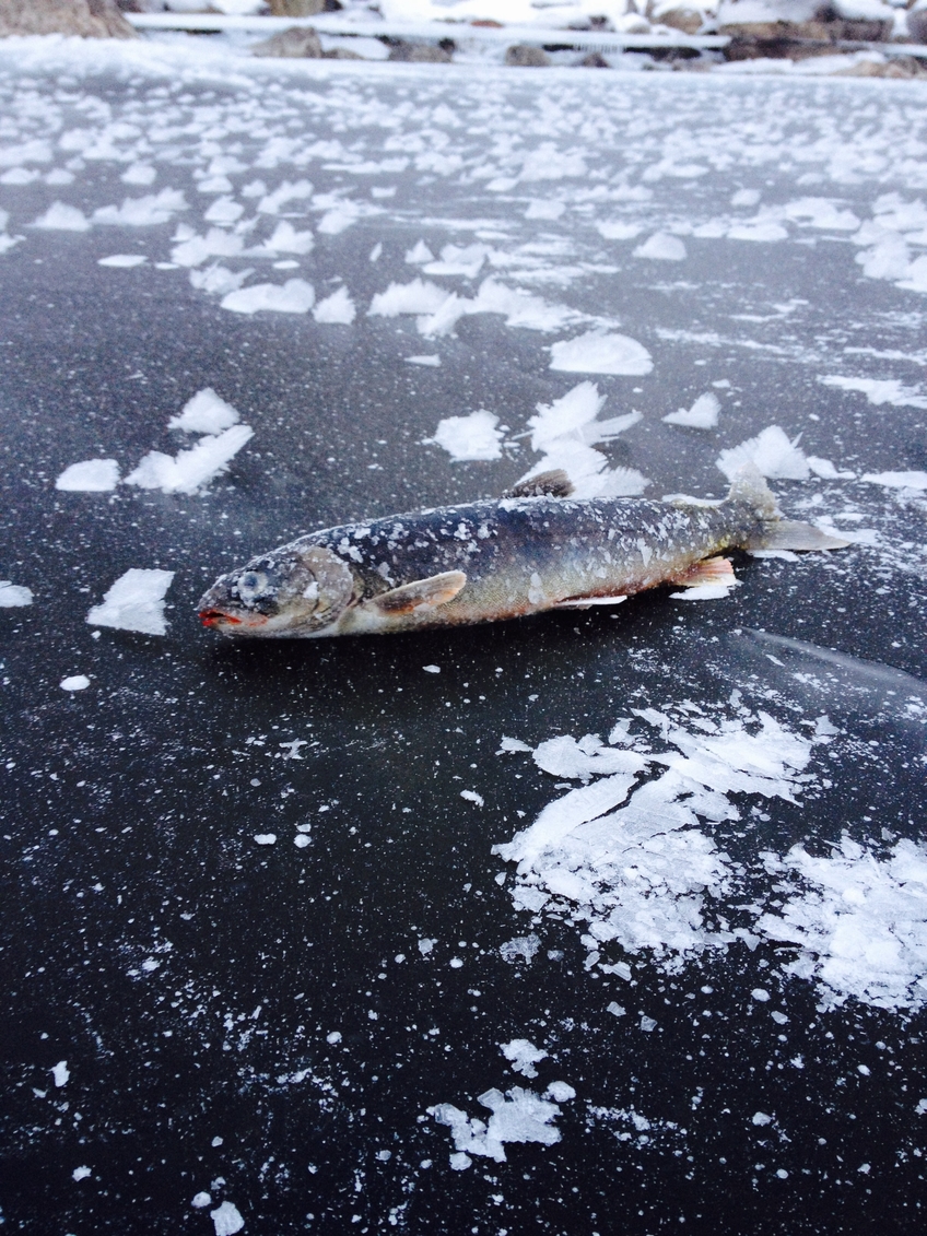 Brook Trout
