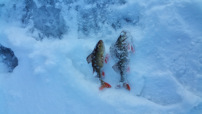 Eurasian perch