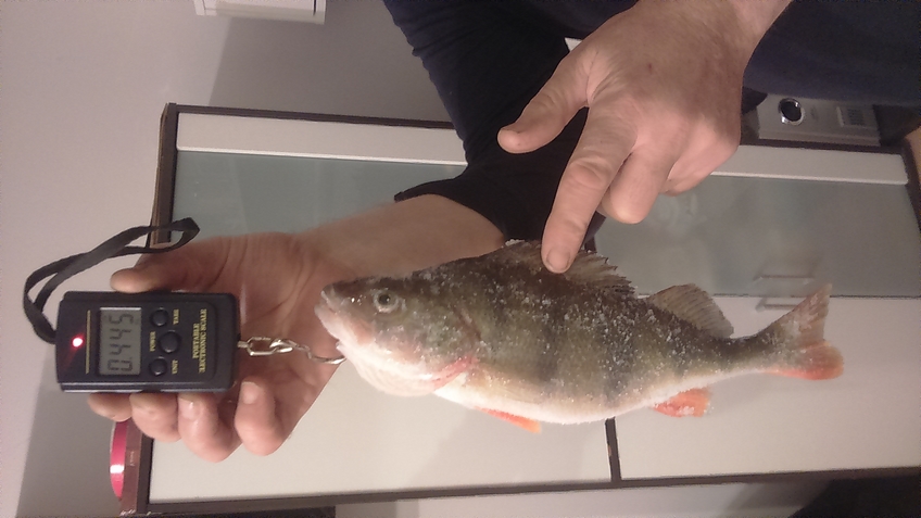 Eurasian perch