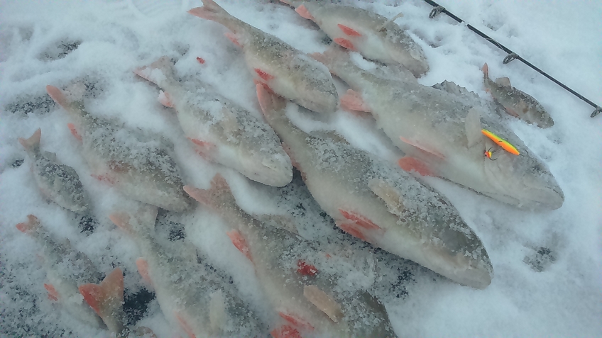 Eurasian perch
