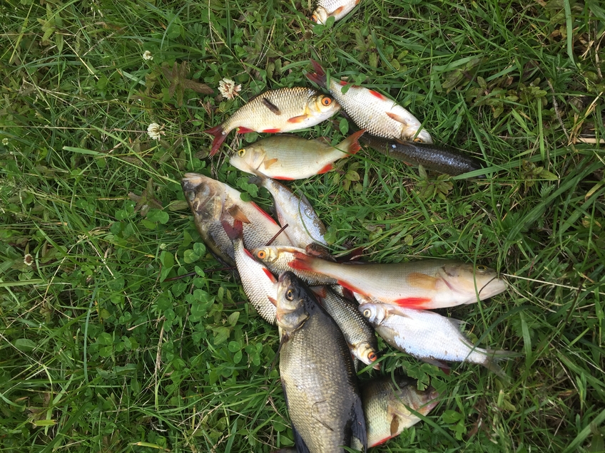 Eurasian perch