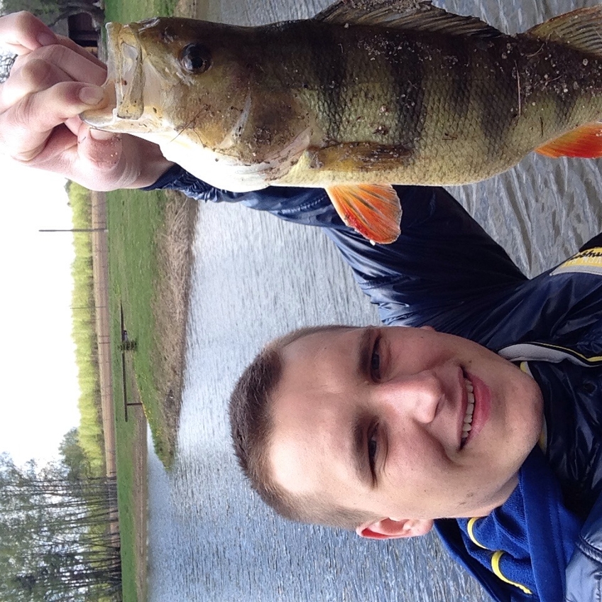 Eurasian perch