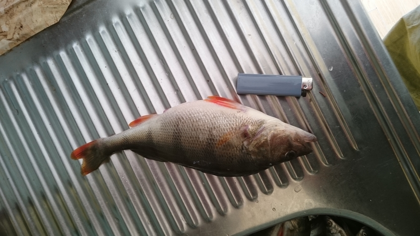 Eurasian perch