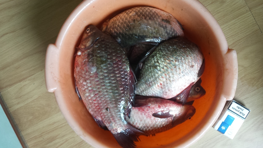 Prussian carp