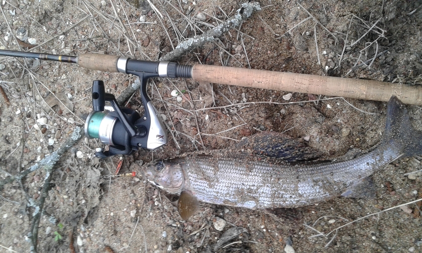 Grayling