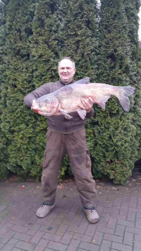 Silver carp
