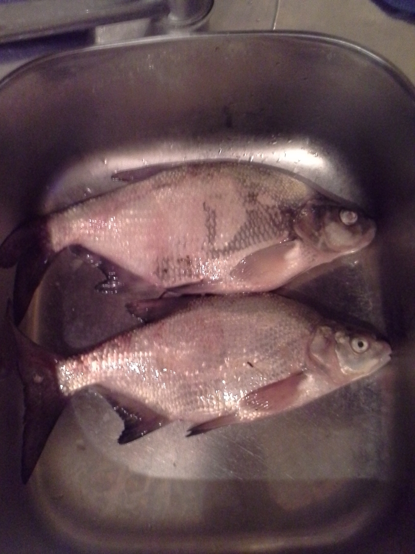 Carp bream