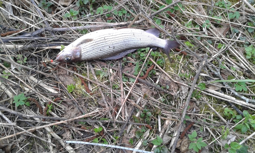 Grayling