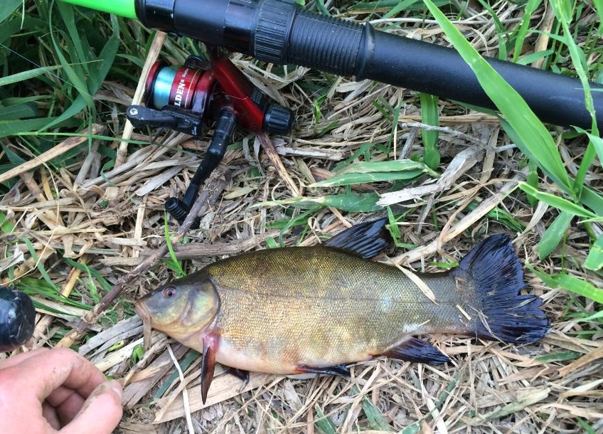 Tench