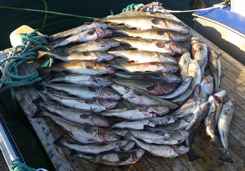 Atlantic cod