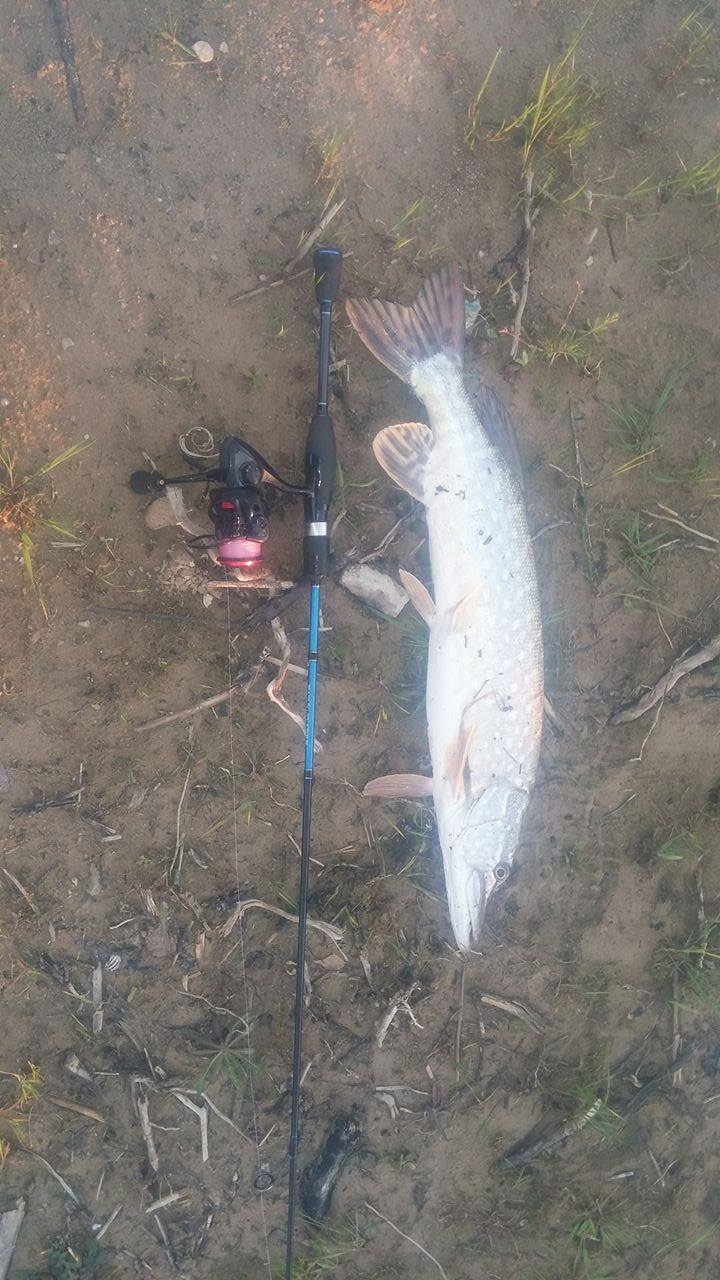 Northern Pike