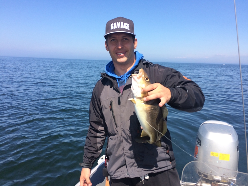 Atlantic cod